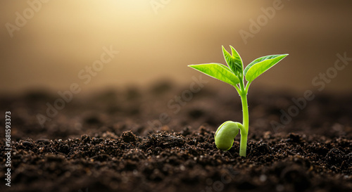 Close Up of Small Green Sprout Growing from Soil with Seed Representing New Beginnings
