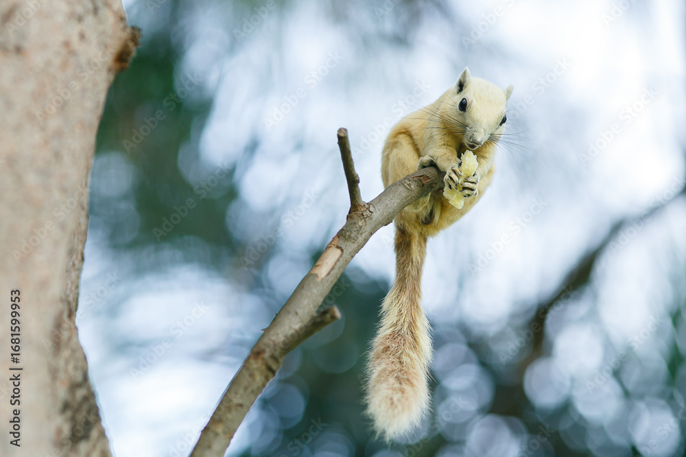 Fototapeta premium A squirrel is climbing a tree and hanging upside down, nibbling on nuts.