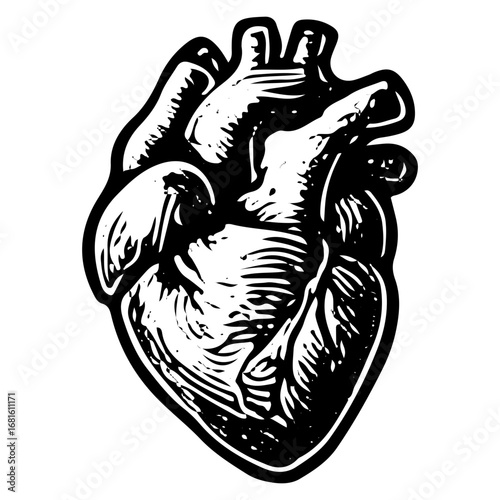Detailed Vintage Heart Illustration, Cardiovascular System Anatomy