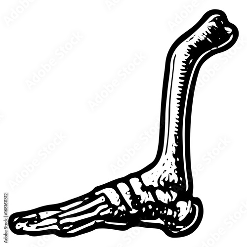 Vintage Engraving of Human Spine, Vertebral Column Illustration