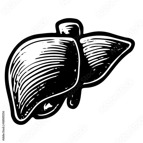 Detailed Vintage Liver Organ Drawing, Hepatic System Anatomy Illustration