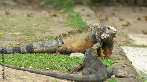 Two iguanas resting on the grass at the zoo. The larger iguana shows detailed skin texture and vibrant natural colors, while the smaller iguana is in the foreground