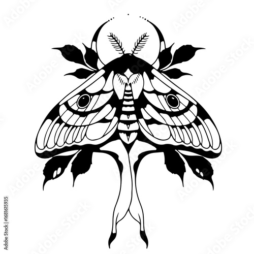 Black and White Moth Illustration