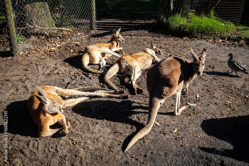 Kangaroos in the zoo