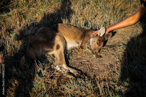 kangaroo on the grass