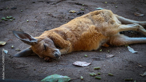 sleeping wild kangaroo