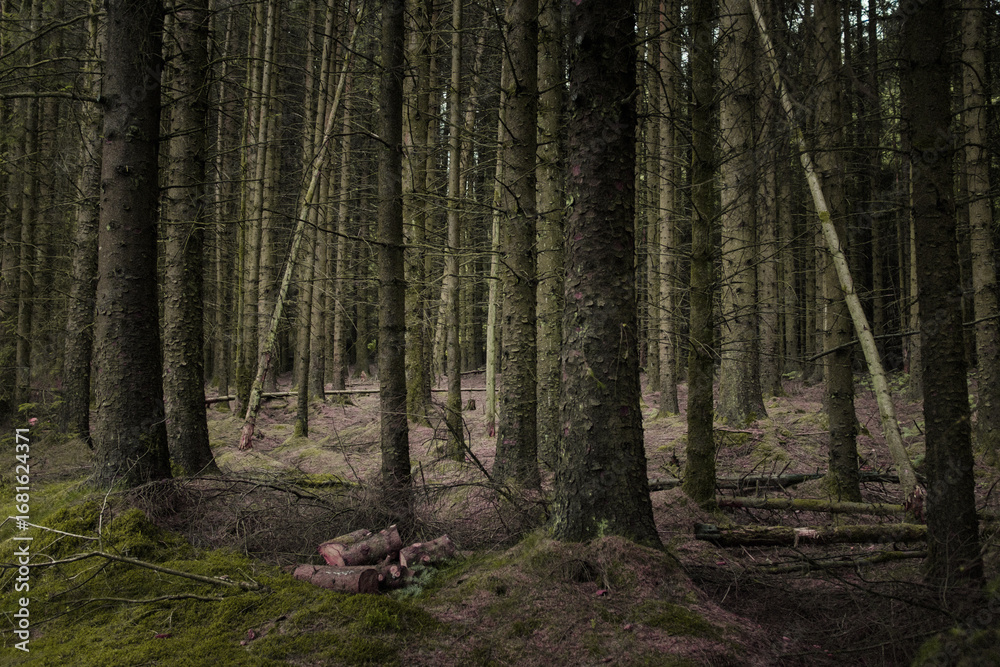 Fototapeta premium footpath in the woods