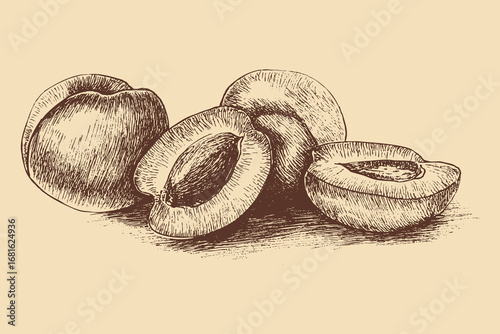 Apricot illustration in a vintage style. This vector illustration can be used in any size you like for advertising, logos, and other work.