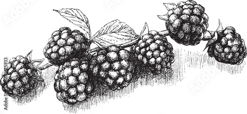 Blackberry illustration on white background. This vector illustration can be used in any size you like for advertising, logos, and other work.