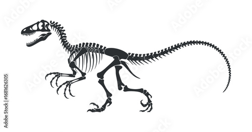 Detailed Silhouette of a Velociraptor Skeleton on a Transparent Background for Paleontology and Dinosaur Illustrations