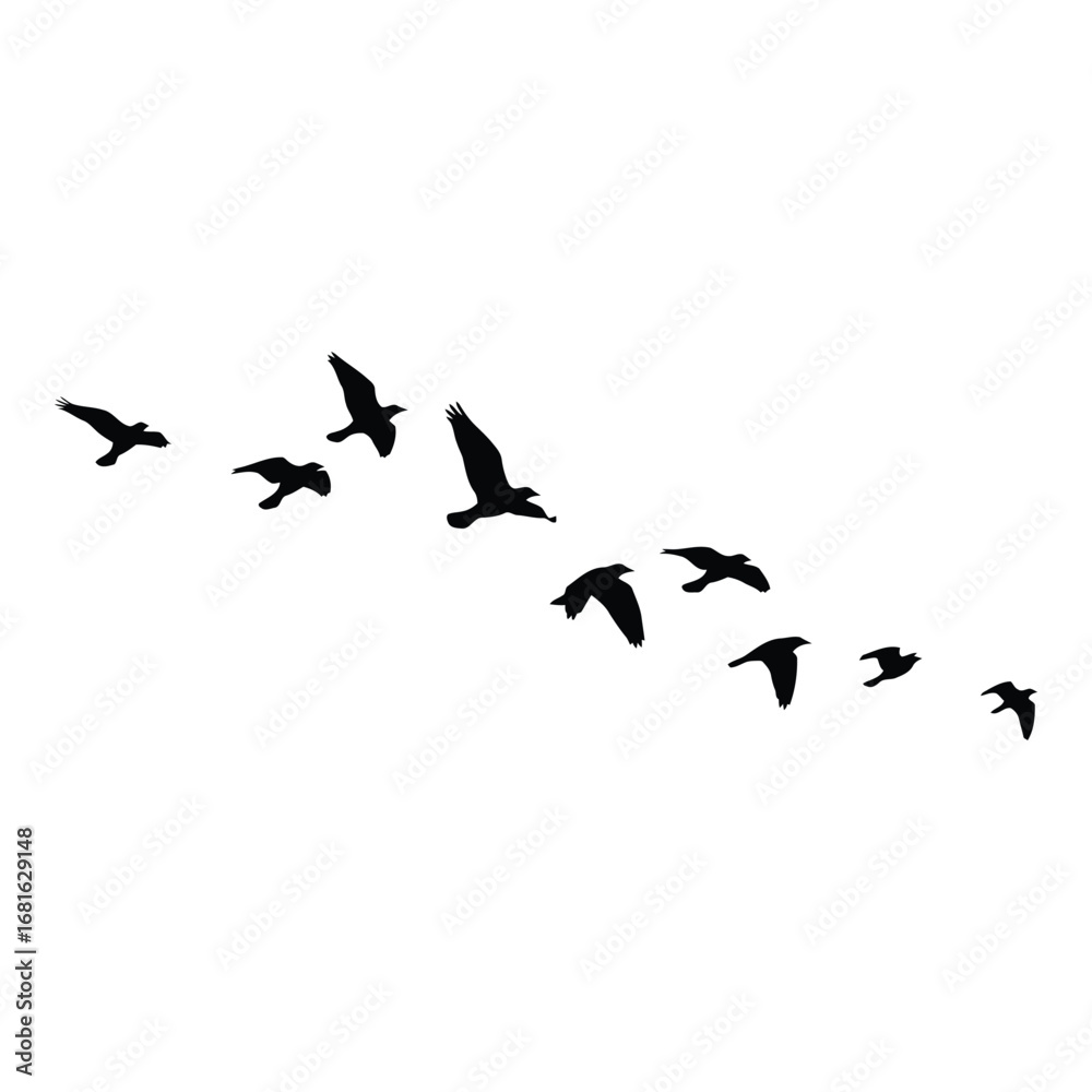 Fototapeta premium Flock of birds silhouettes flying in formation across a clear sky silhouette