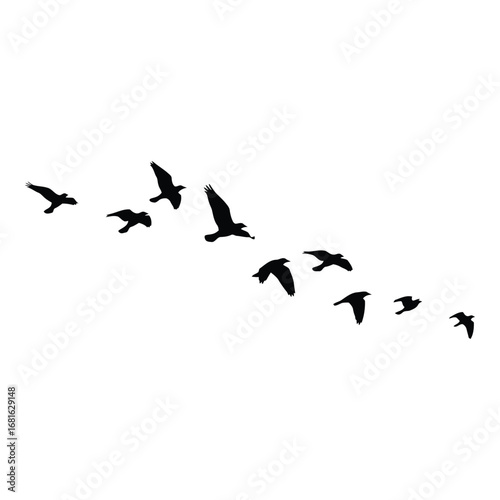 Flock of birds silhouettes flying in formation across a clear sky silhouette