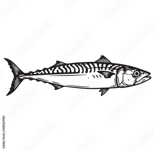 Detailed black and white illustration of a mackerel fish isolated on white background