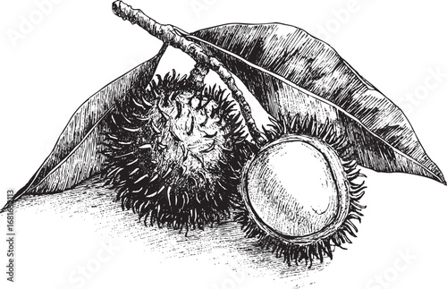 Rambutan illustration on white background. This vector illustration can be used in any size you like for advertising, logos, and other work.