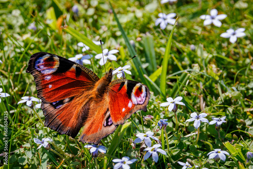 Peacock Butterfly on Wildflowers