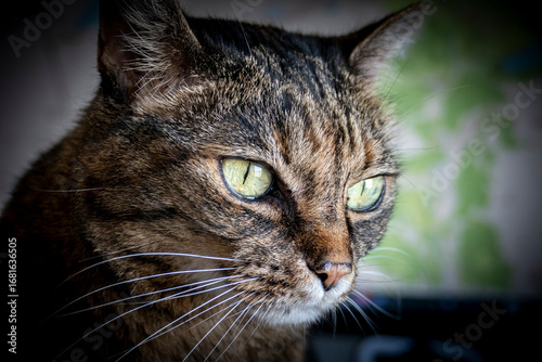 Gatto Soriano Grigio