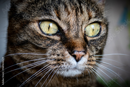 Gatto Soriano Grigio
