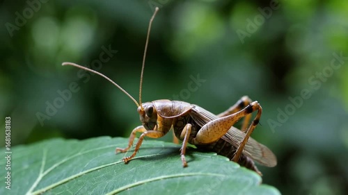 detailed view of common species of orthopteran insect found in dwellings