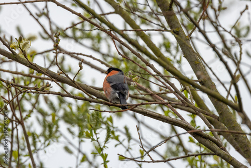 Photography Bullfinch (Pyrrhula pyrrhula) in Phoenix Park, Dublin