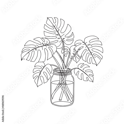 Monstera deliciosa plant in a glass jar, isolated on white background