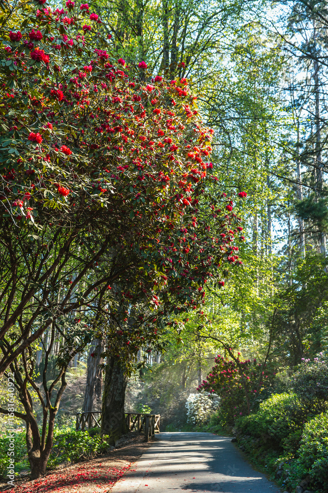 Naklejka premium Pathway under vibrant red rhododendron canopy in lush green park, morning sunlight streaming through tall forest trees in background