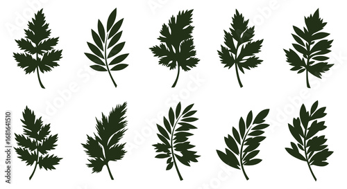 various types of green leafy plants arranged neatly