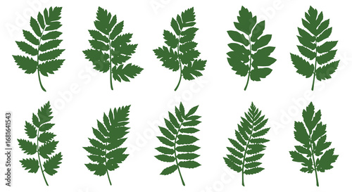 a variety of green leaf shapes arranged neatly