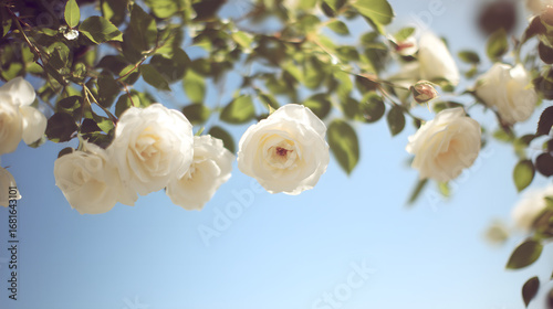 White garden roses among leaves with gentle side backlight and shallow depth of field, clean blue sky, authentic lifestyle gardening visual for magazines and web banners