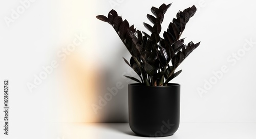 Striking black zz plant in a modern black pot offers bold botanical elegance and interior design appeal