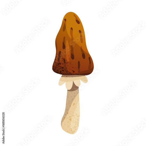 Forest Morchella or edible wrinkle mushroom. Vector true morel harvest element. Earthy raw fungi ingredient for meal or snack. Woodland gourmet or autumn wood honeycomb nutrition. Mycology, biology.