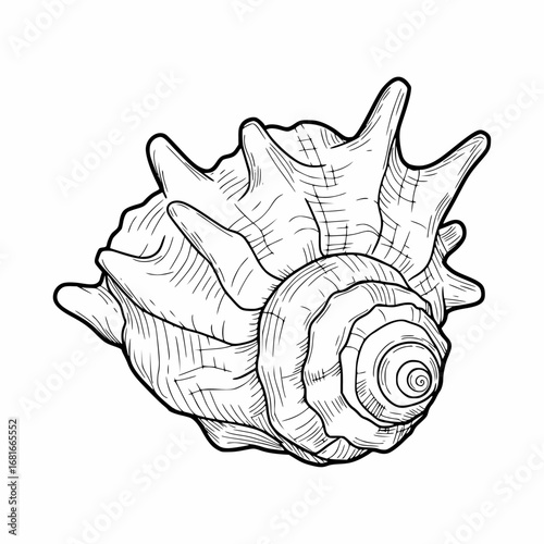 Seashell vector illustration