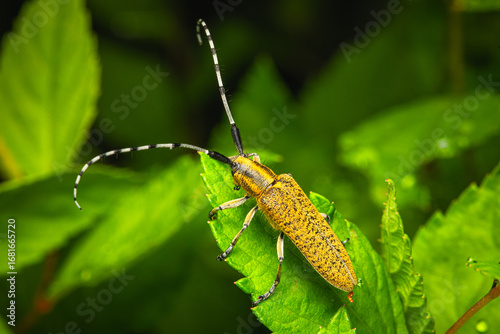 Distelbock Käfer auf Blatt makro