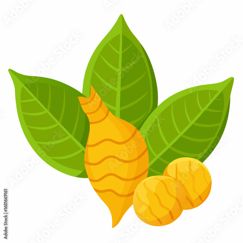 Illustration of Ginger and Turmeric
