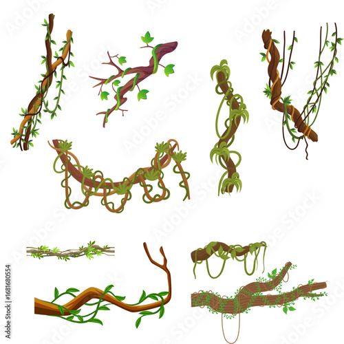Collection of jungle vines and branches illustrations.