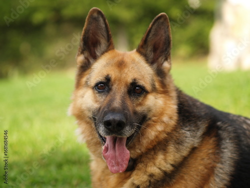 German Shepherd dog portrait outdoors with mouth open and tongue visible. Classic breed photo ideal for pet and animal-related marketing materials.