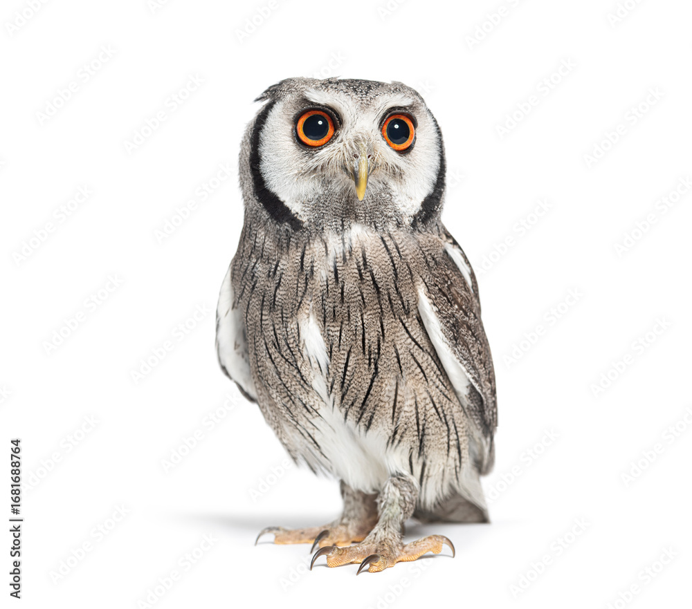 Fototapeta premium Studio shot of a southern white faced owl standing on a white background and looking away