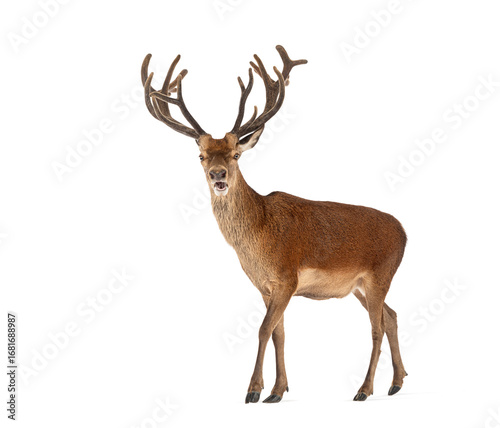 Red deer stag with large antlers standing on white background
