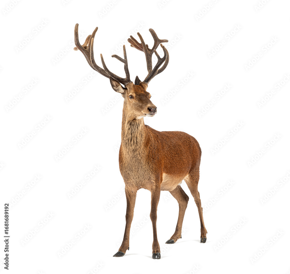 Obraz premium Red deer stag standing on white background
