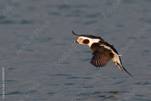 Long-tailed Duck