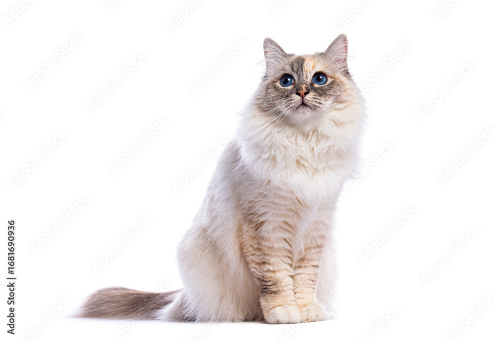 Obraz premium Adorable ragdoll cat sitting and looking up on white background