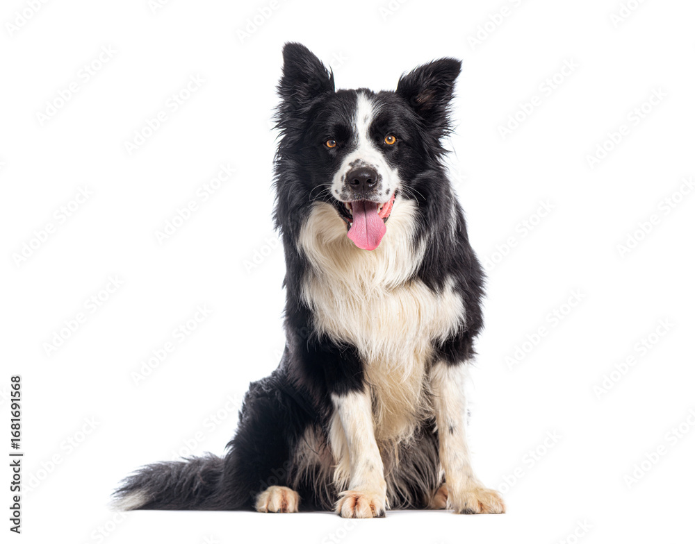 Fototapeta premium Border collie dog sitting and panting on white background