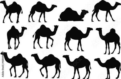Camel silhouette collection, desert animal poses, dromedary and Bactrian camels, walking, standing, lying, black vector icons, wildlife illustration