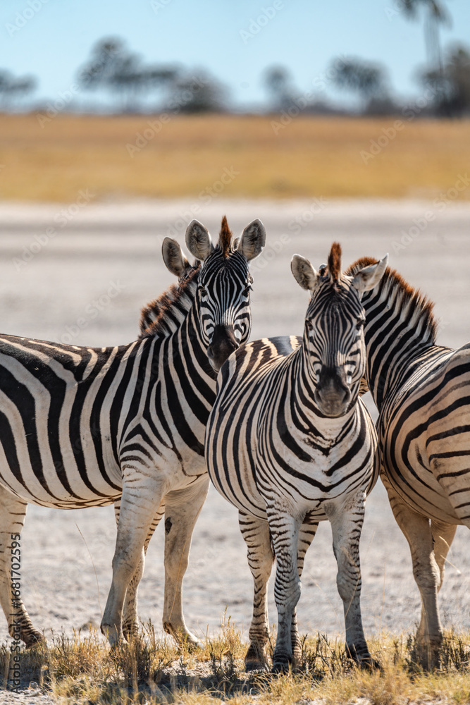 Fototapeta premium Wild Zebras Grazing in Herd and also Crossing Dirt Road in Front of Offroad Vehicle in Makgadikgadi Pans, Botswana