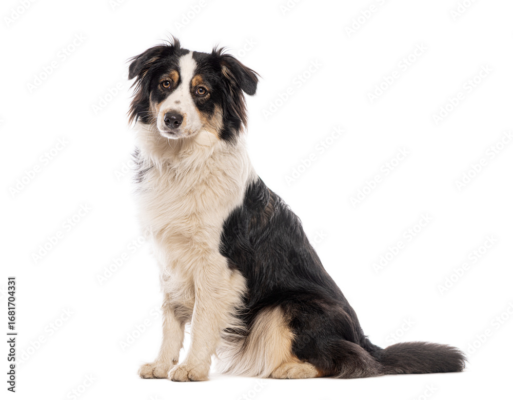Fototapeta premium Australian shepherd dog sitting and looking at camera against white background