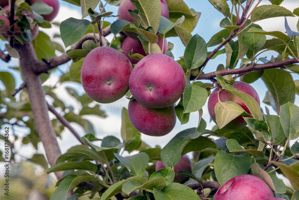 Obraz premium Red apples hanging on apple tree branches with green and brown leaves