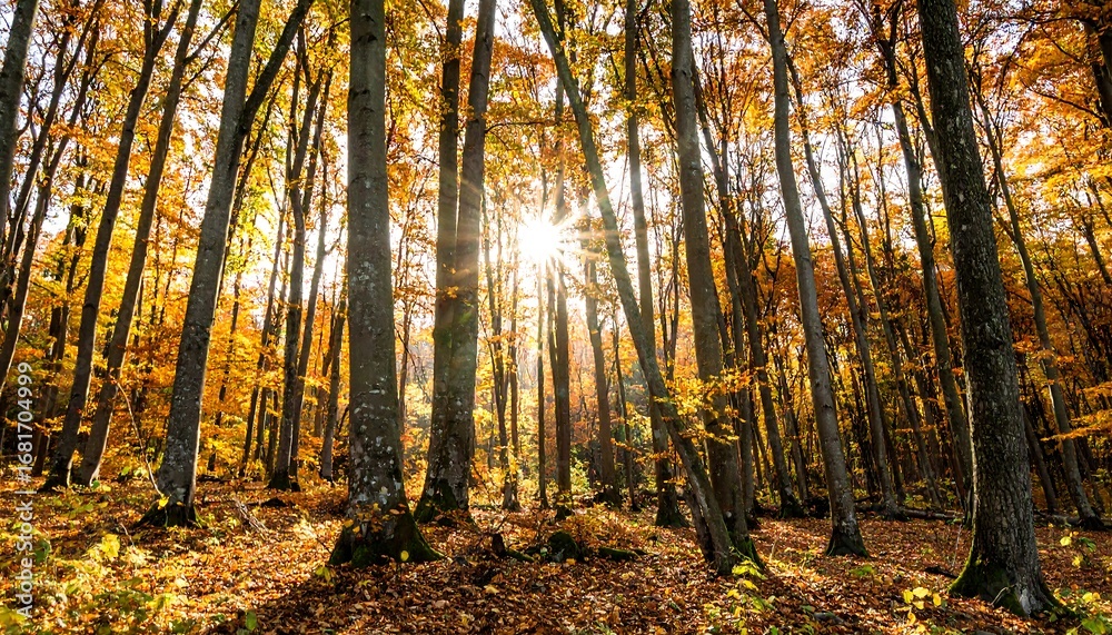 Obraz premium Autumn forest sunlight