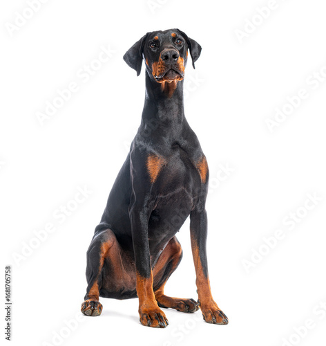 Fotografía Beautiful doberman pinscher sitting and looking up, isolated on white background