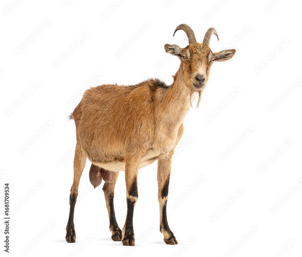 Fototapeta premium Brown goat standing on white background