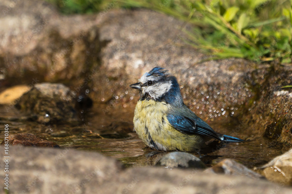 Naklejka premium A small Eurasian blue tit, with its distinctive blue, yellow, and white plumage, is seen standing in shallow water among rocks 