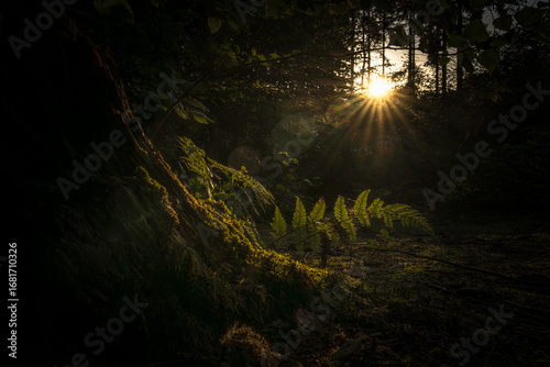 Sunlight filters through the trees, illuminating ferns and moss on the forest floor during the golden hour in the dark woods